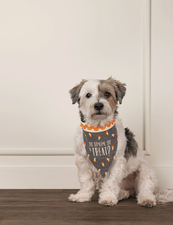 Multi Holiday Pet Bandana